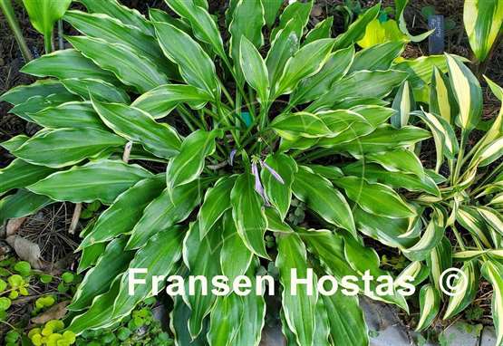 Hosta Roller Coaster Ride